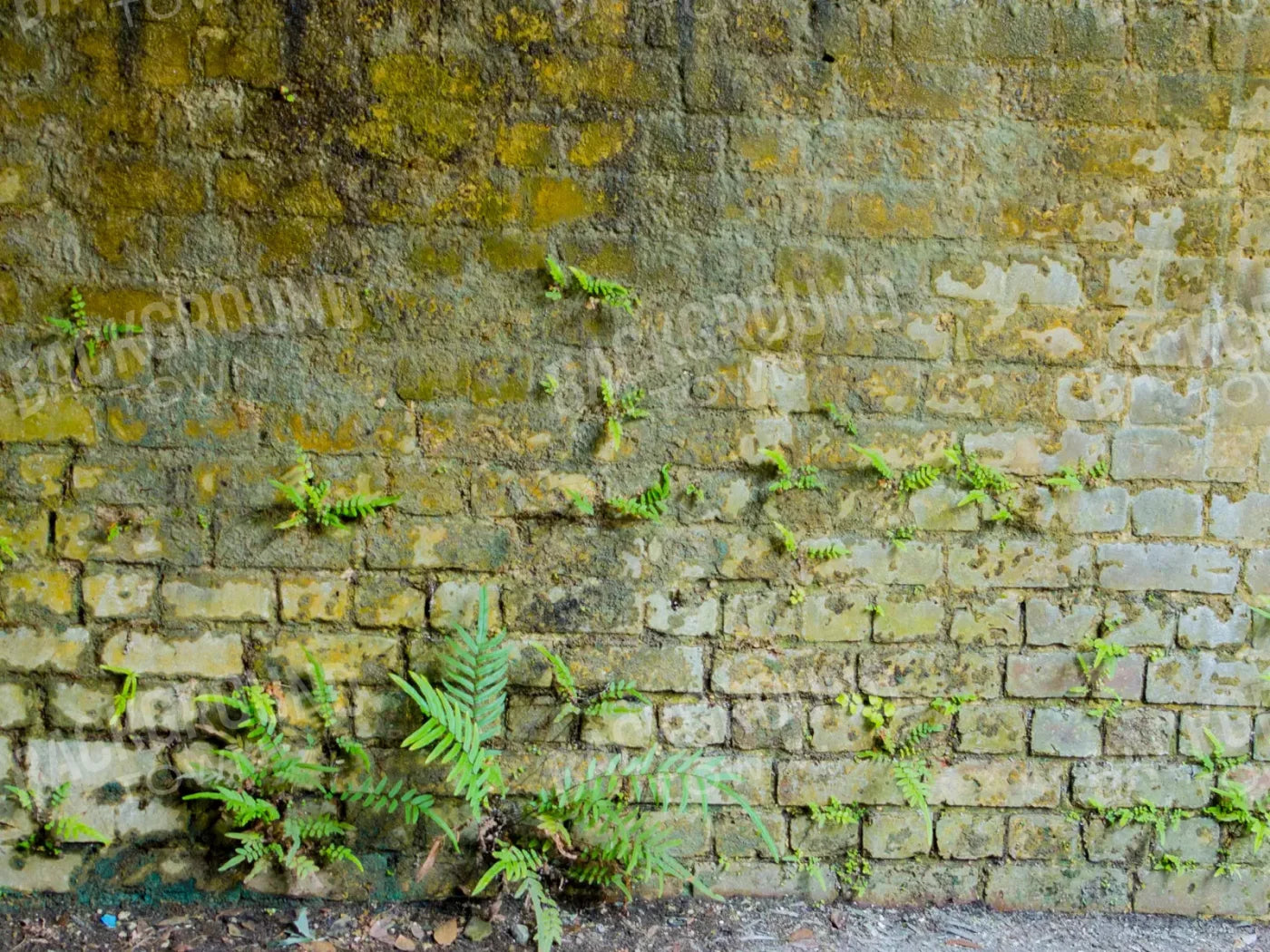 Moss Wall 1 10X8 Fleece ( 120 X 96 Inch ) Backdrop