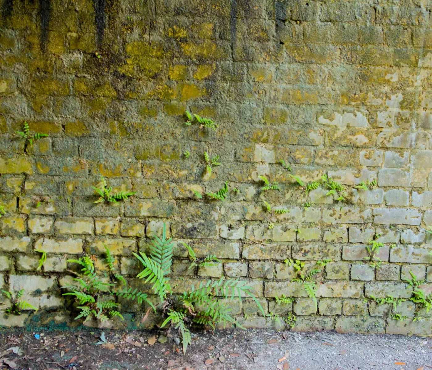 Moss Wall 1 12X10 Ultracloth ( 144 X 120 Inch ) Backdrop