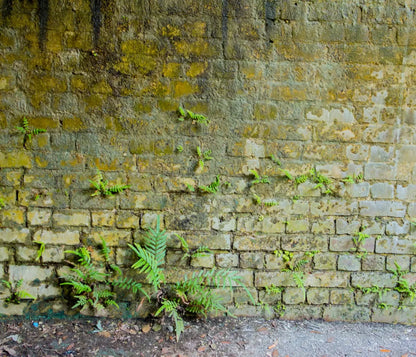 Moss Wall 1 12X10 Ultracloth ( 144 X 120 Inch ) Backdrop