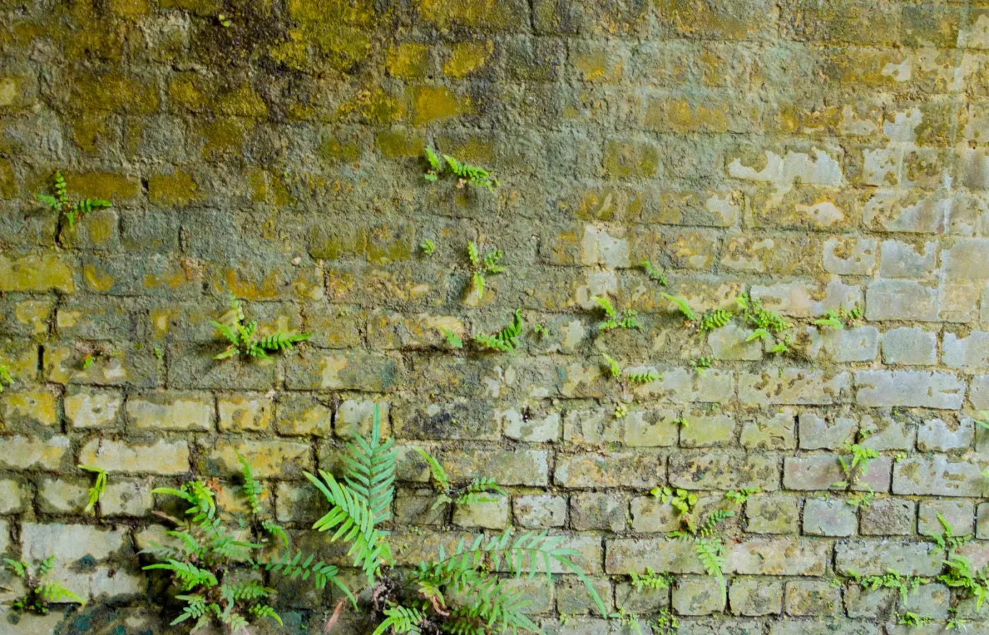 Moss Wall 1 12X8 Ultracloth ( 144 X 96 Inch ) Backdrop