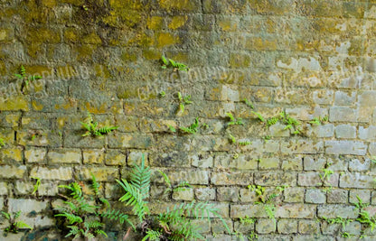 Moss Wall 1 12X8 Ultracloth ( 144 X 96 Inch ) Backdrop