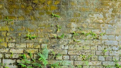 Moss Wall 1 14X8 Ultracloth ( 168 X 96 Inch ) Backdrop