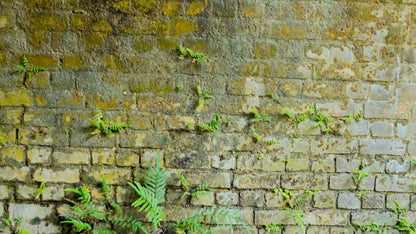 Moss Wall 1 14X8 Ultracloth ( 168 X 96 Inch ) Backdrop