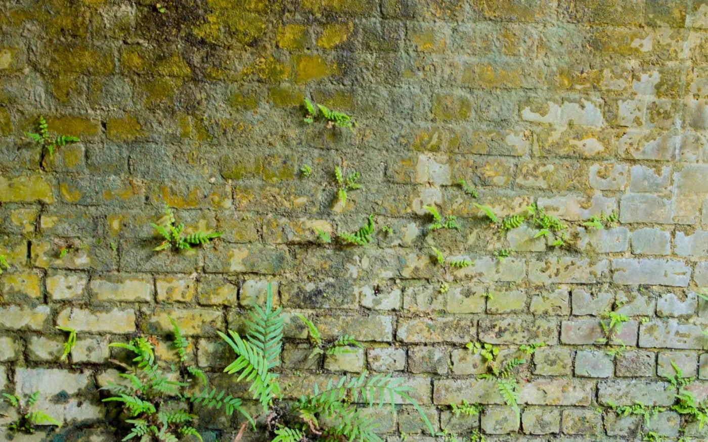 Moss Wall 1 14X9 Ultracloth ( 168 X 108 Inch ) Backdrop