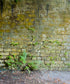 Green Brick and Stone Backdrop for Photography