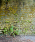 Green Brick and Stone Backdrop for Photography