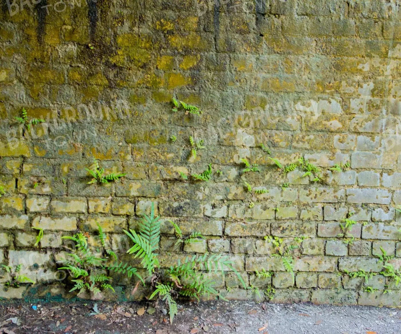 Moss Wall 1 5X42 Fleece ( 60 X 50 Inch ) Backdrop