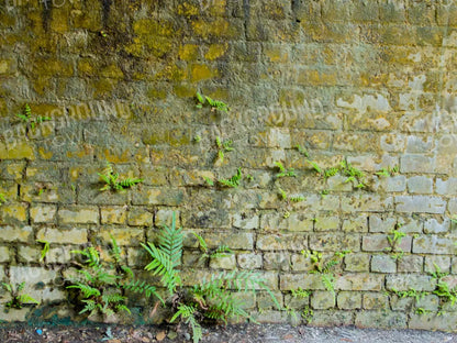 Moss Wall 1 68X5 Fleece ( 80 X 60 Inch ) Backdrop