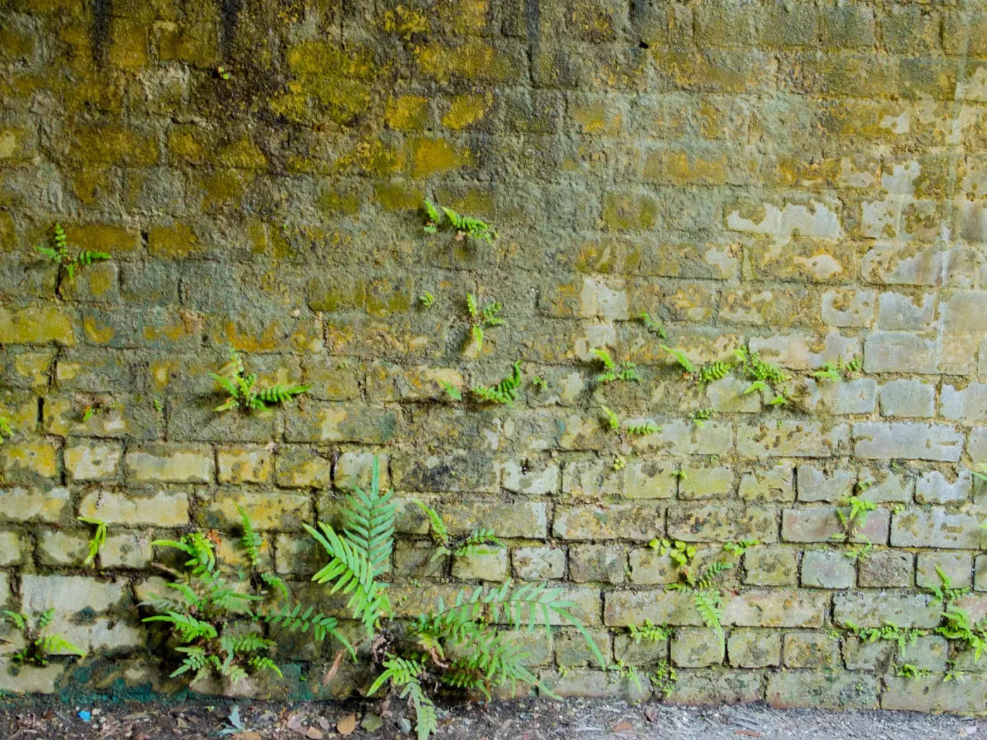 Moss Wall 1 68X5 Fleece ( 80 X 60 Inch ) Backdrop