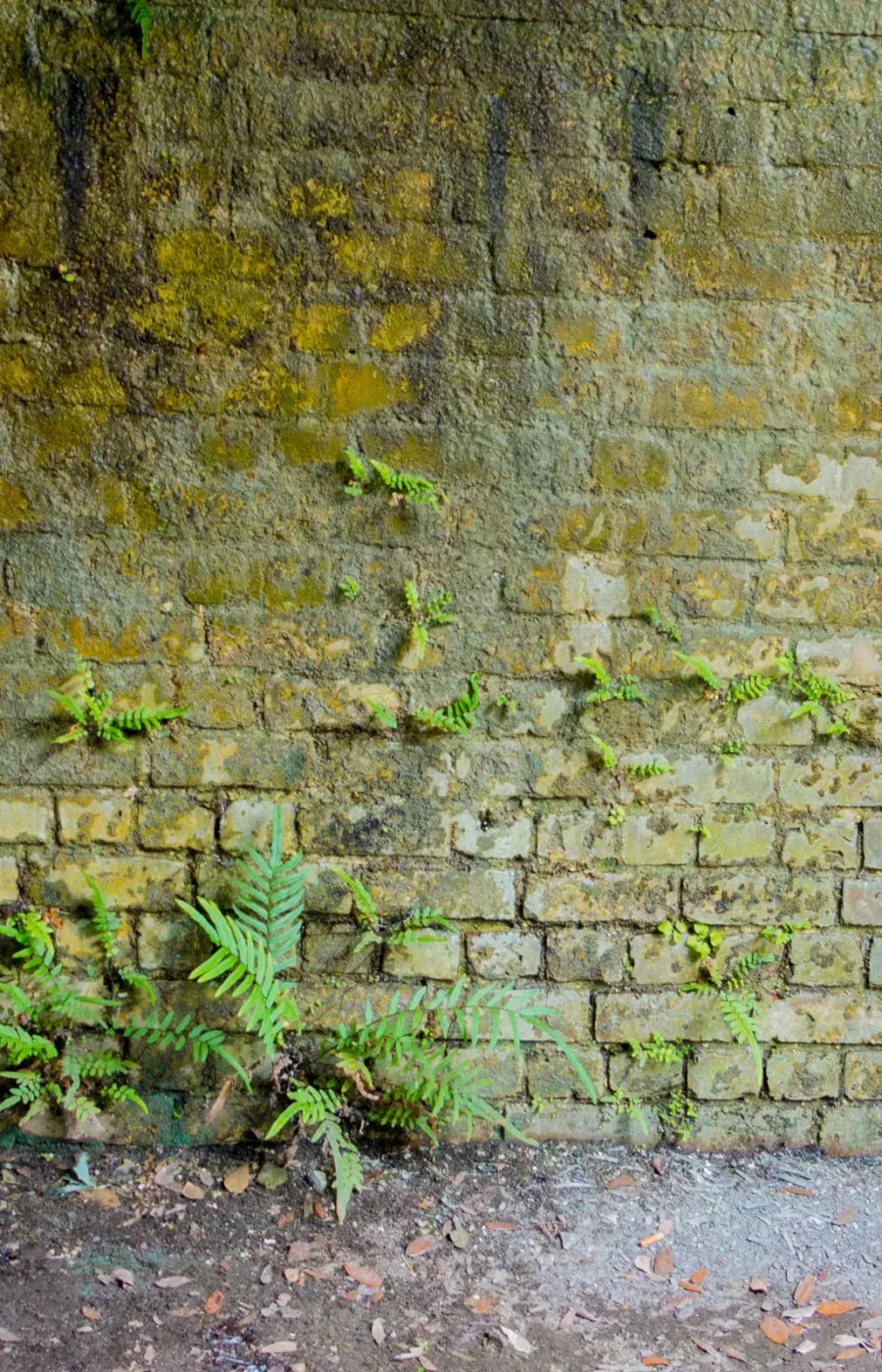 Moss Wall 1 8X12 Ultracloth ( 96 X 144 Inch ) Backdrop