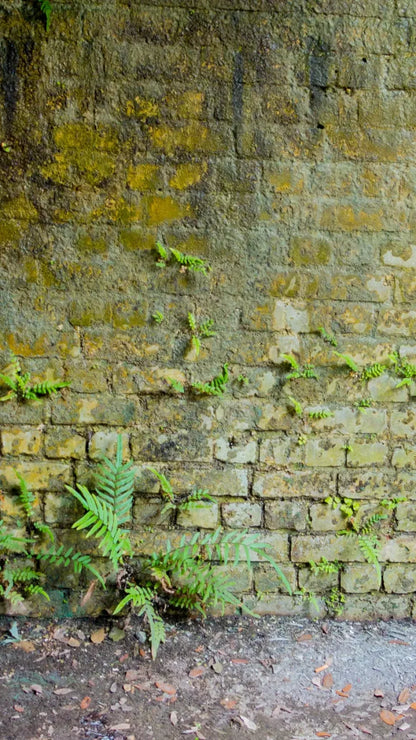 Moss Wall 1 8X14 Ultracloth ( 96 X 168 Inch ) Backdrop