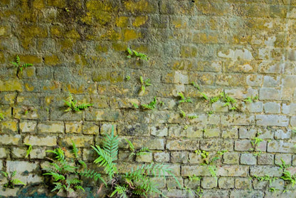 Moss Wall 1 8X5 Ultracloth ( 96 X 60 Inch ) Backdrop