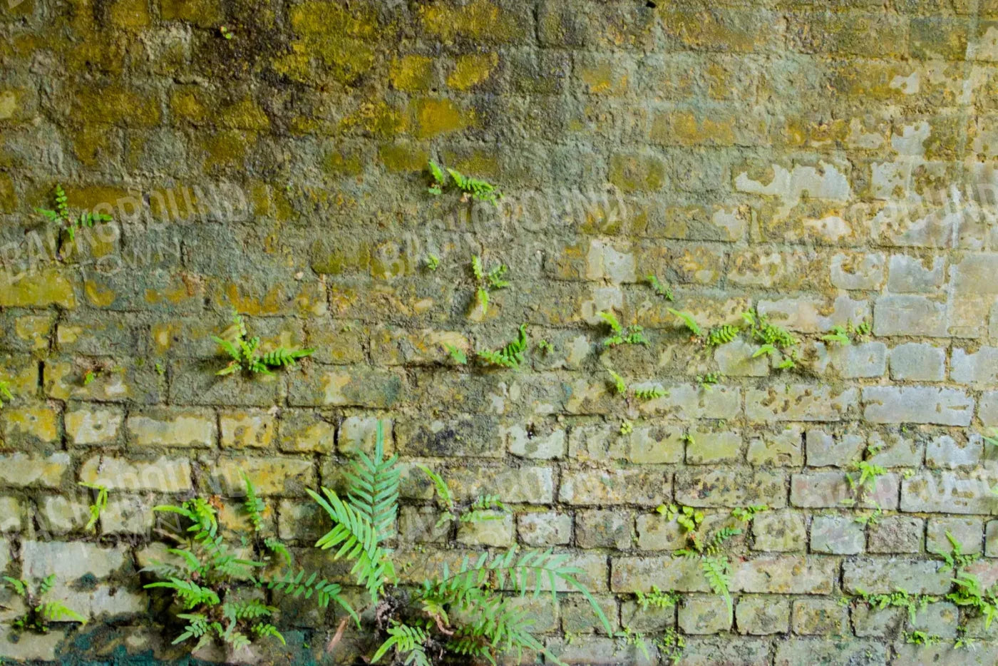 Moss Wall 1 8X5 Ultracloth ( 96 X 60 Inch ) Backdrop