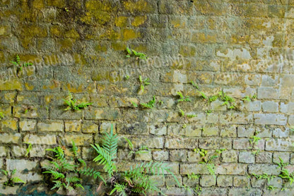 Moss Wall 1 8X5 Ultracloth ( 96 X 60 Inch ) Backdrop