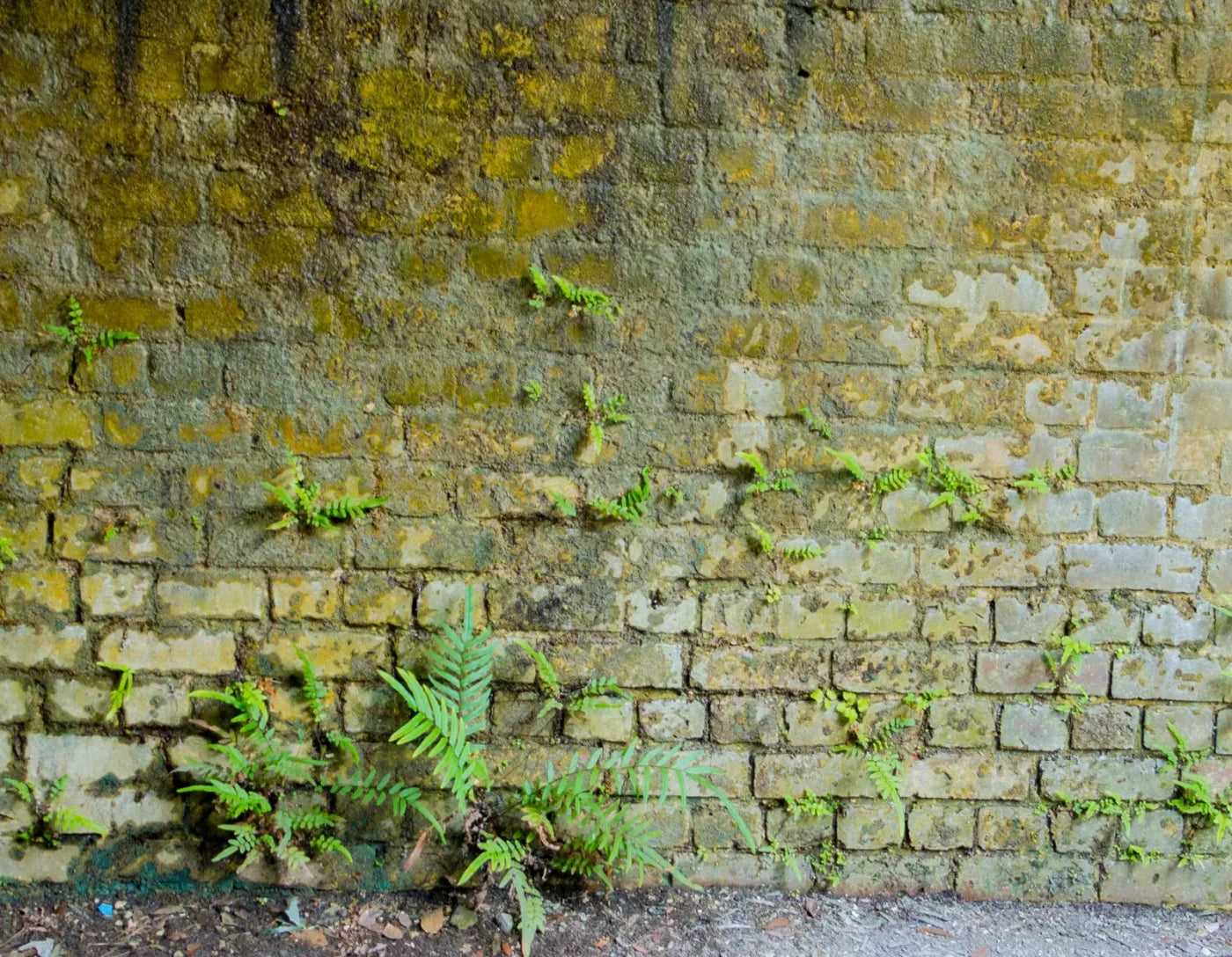 Moss Wall 1 8X6 Fleece ( 96 X 72 Inch ) Backdrop