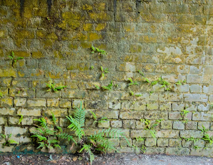 Moss Wall 1 8X6 Fleece ( 96 X 72 Inch ) Backdrop