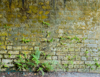 Moss Wall 1 8X6 Fleece ( 96 X 72 Inch ) Backdrop