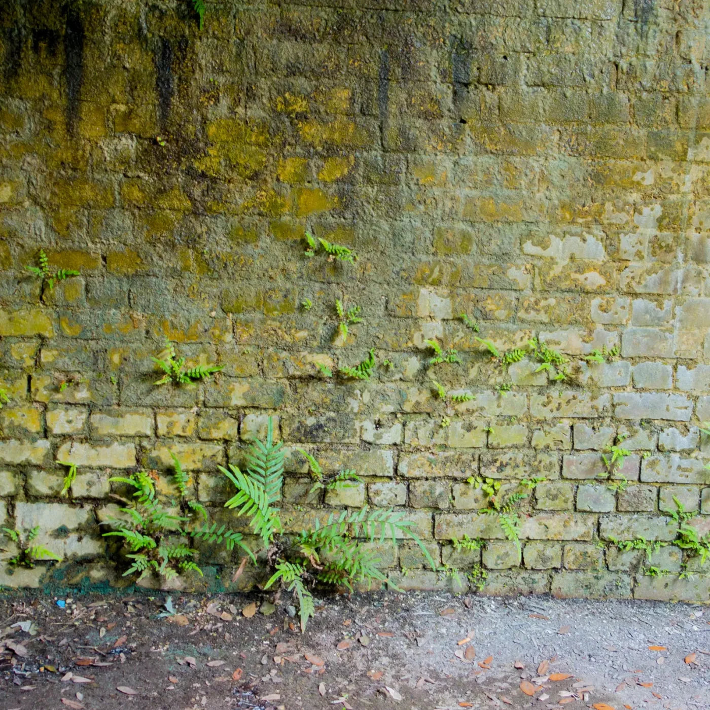 Moss Wall 1 8X8 Fleece ( 96 X Inch ) Backdrop