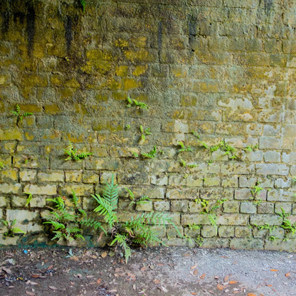 Moss Wall 1 8X8 Fleece ( 96 X Inch ) Backdrop