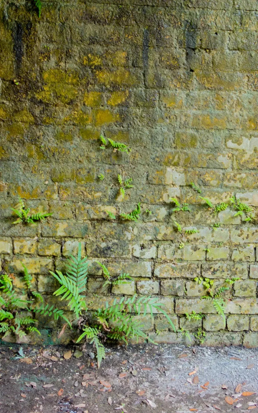 Moss Wall 1 9X14 Ultracloth ( 108 X 168 Inch ) Backdrop