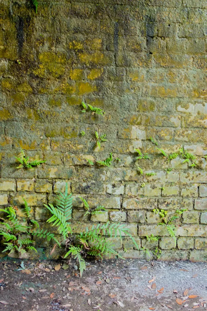 Moss Wall 1 Backdrop