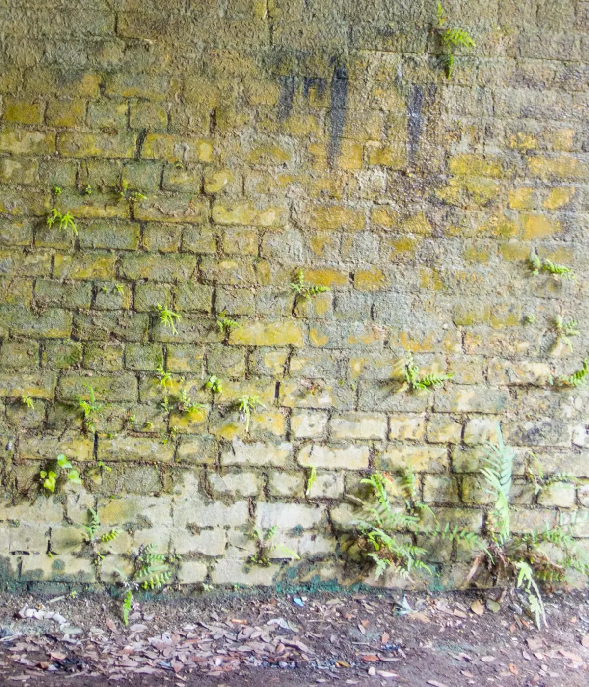 Moss Wall 2 10X12 Ultracloth ( 120 X 144 Inch ) Backdrop