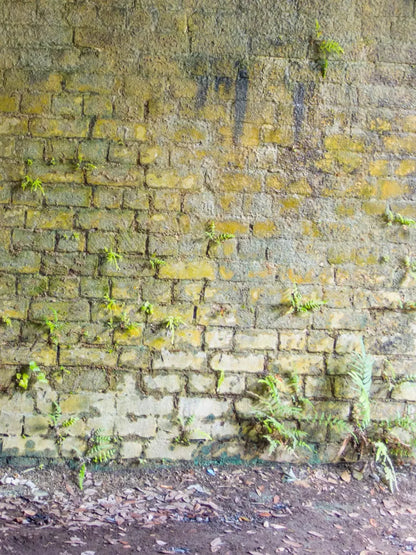 Moss Wall 2 5X7 Ultracloth ( 60 X 84 Inch ) Backdrop