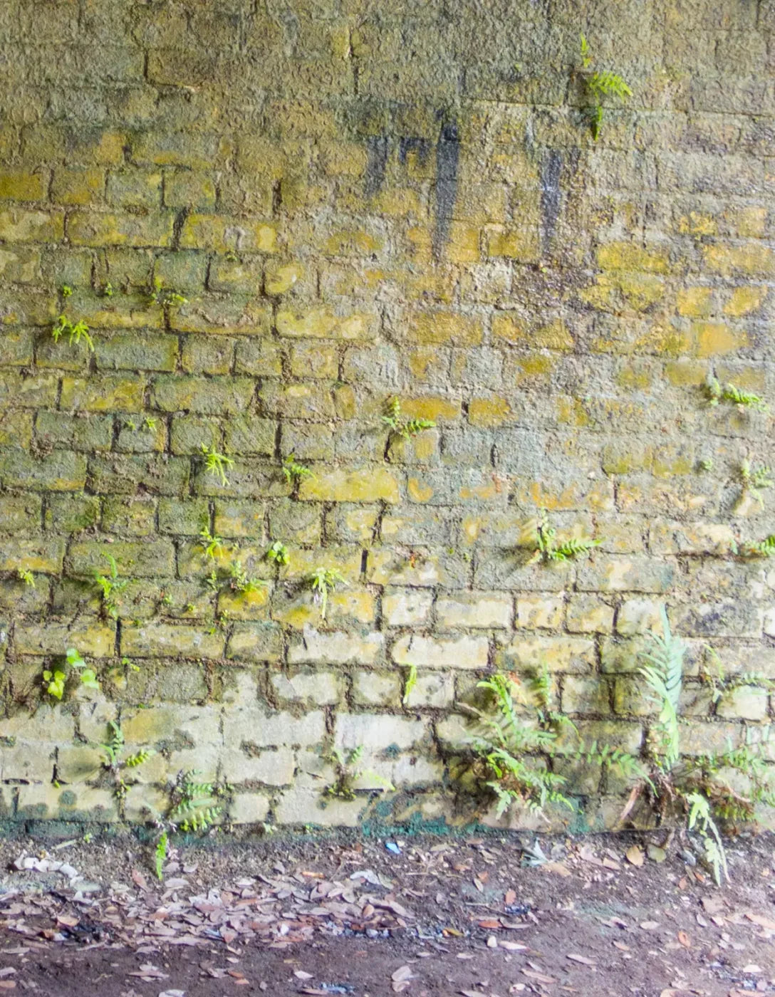 Moss Wall 2 6X8 Fleece ( 72 X 96 Inch ) Backdrop