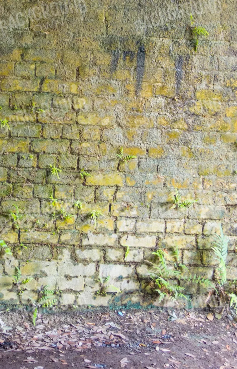 Moss Wall 2 8X12 Ultracloth ( 96 X 144 Inch ) Backdrop