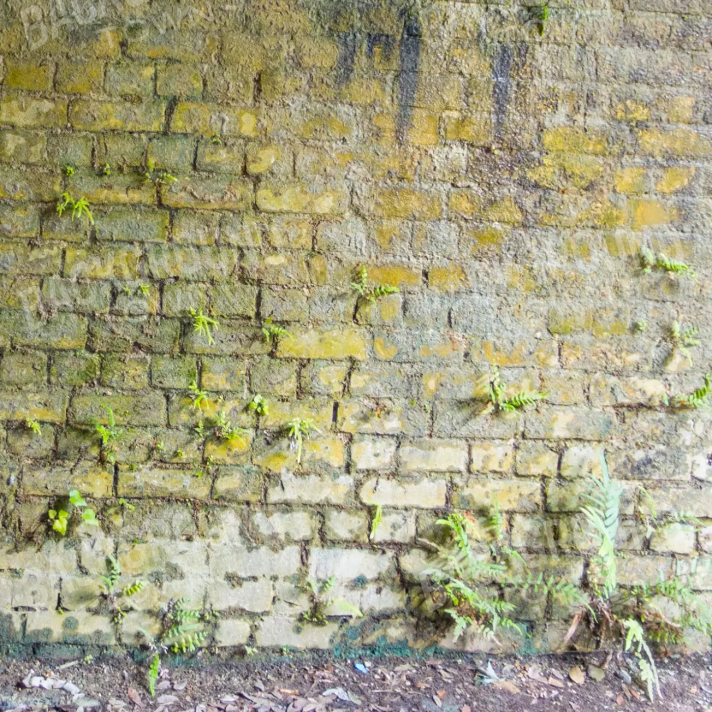 Moss Wall 2 8X8 Fleece ( 96 X Inch ) Backdrop