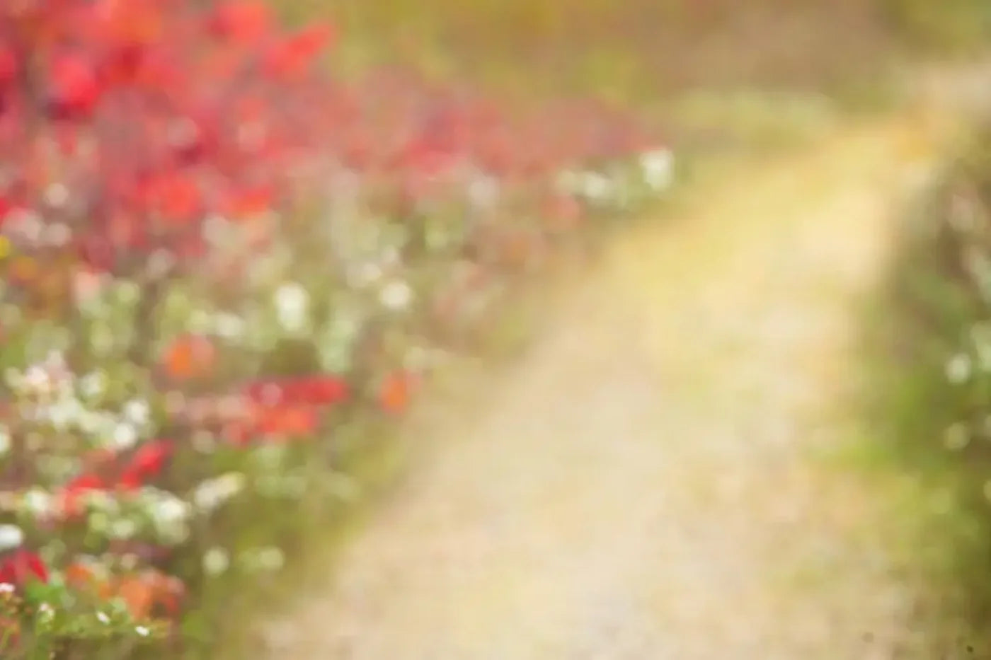 Out For A Walk 12’x8’ UltraCloth (144 x 96 inch) Backdrop