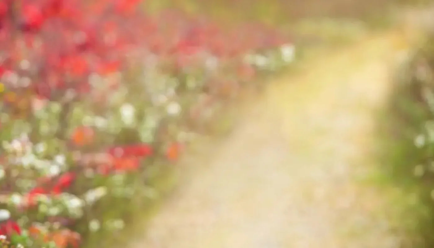 Out For A Walk 14’x8’ UltraCloth (168 x 96 inch) Backdrop