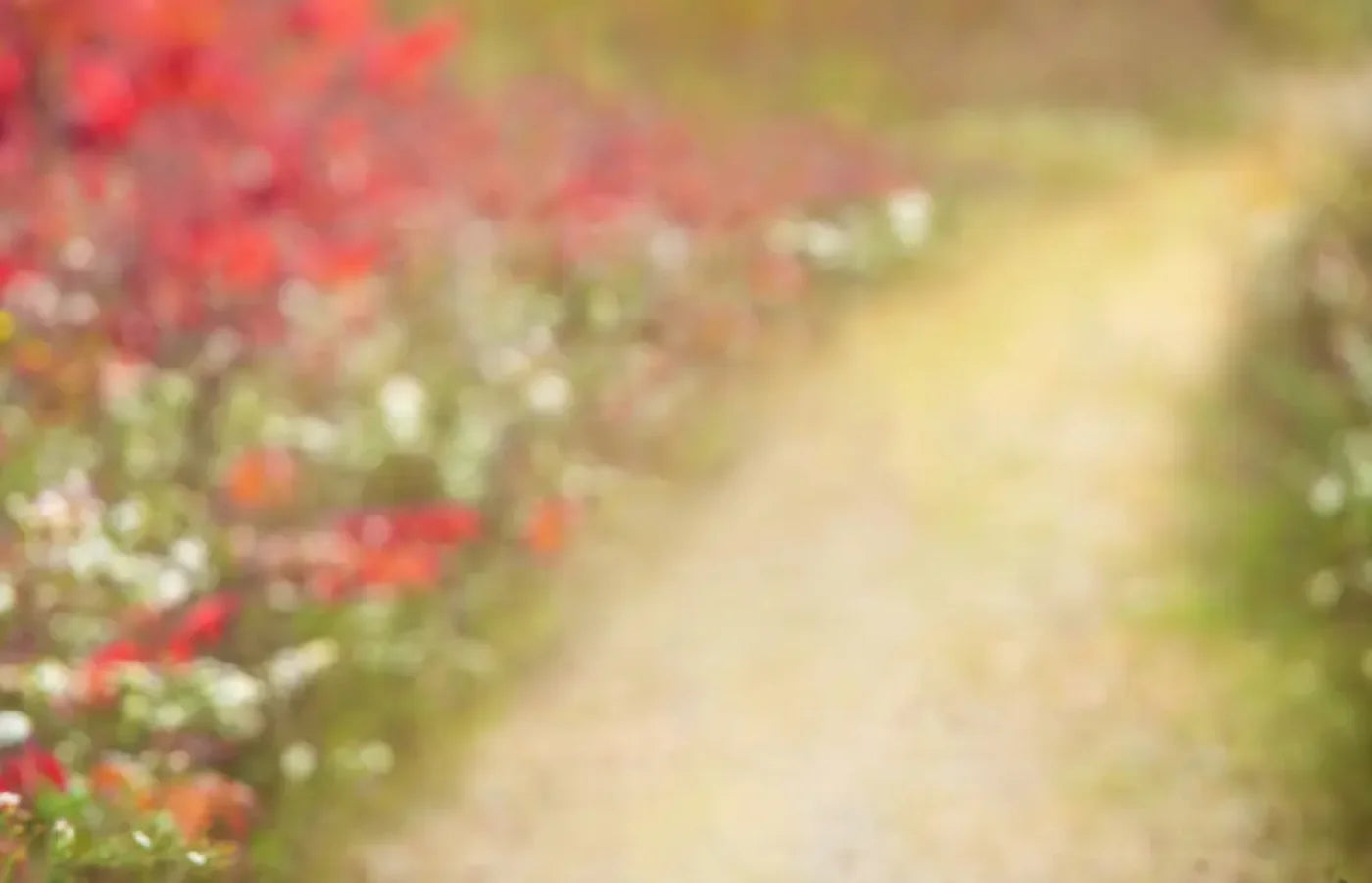 Out For A Walk 14’x9’ UltraCloth (168 x 108 inch) Backdrop