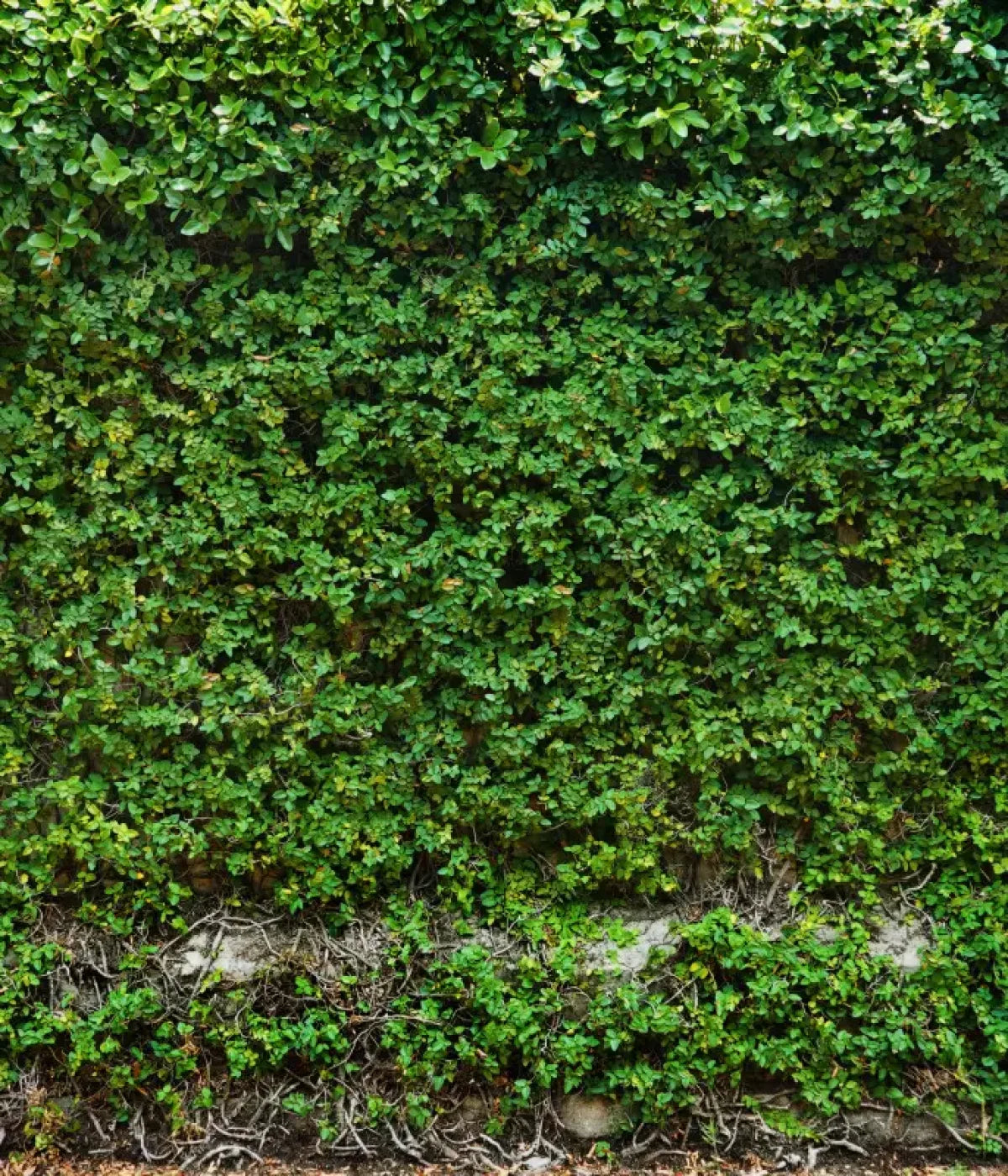 Overgrowth 10X12 Ultracloth ( 120 X 144 Inch ) Backdrop