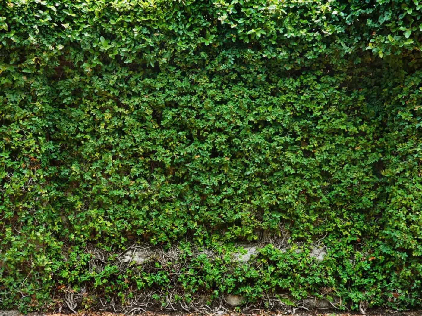 Overgrowth 10X8 Fleece ( 120 X 96 Inch ) Backdrop
