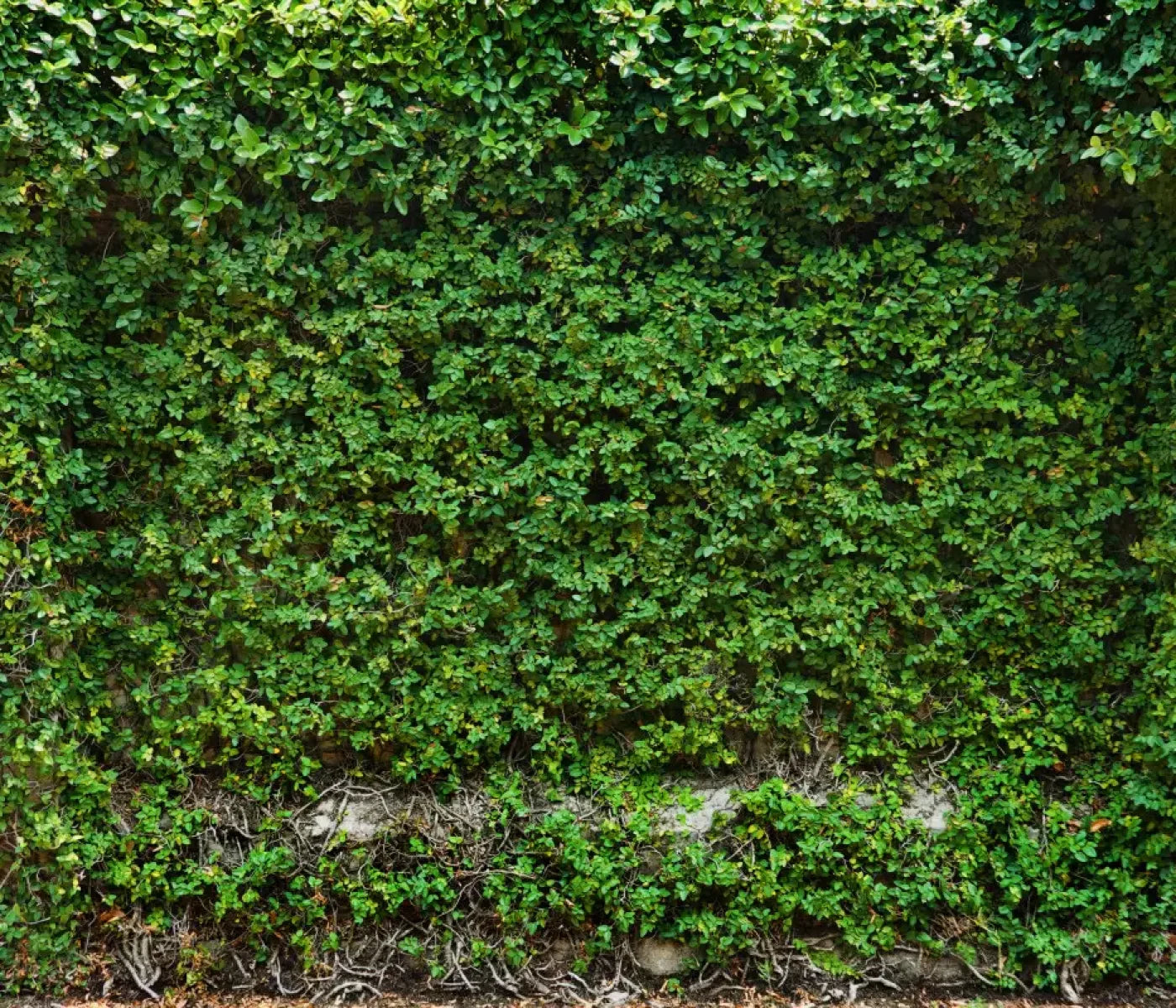 Overgrowth 12X10 Ultracloth ( 144 X 120 Inch ) Backdrop