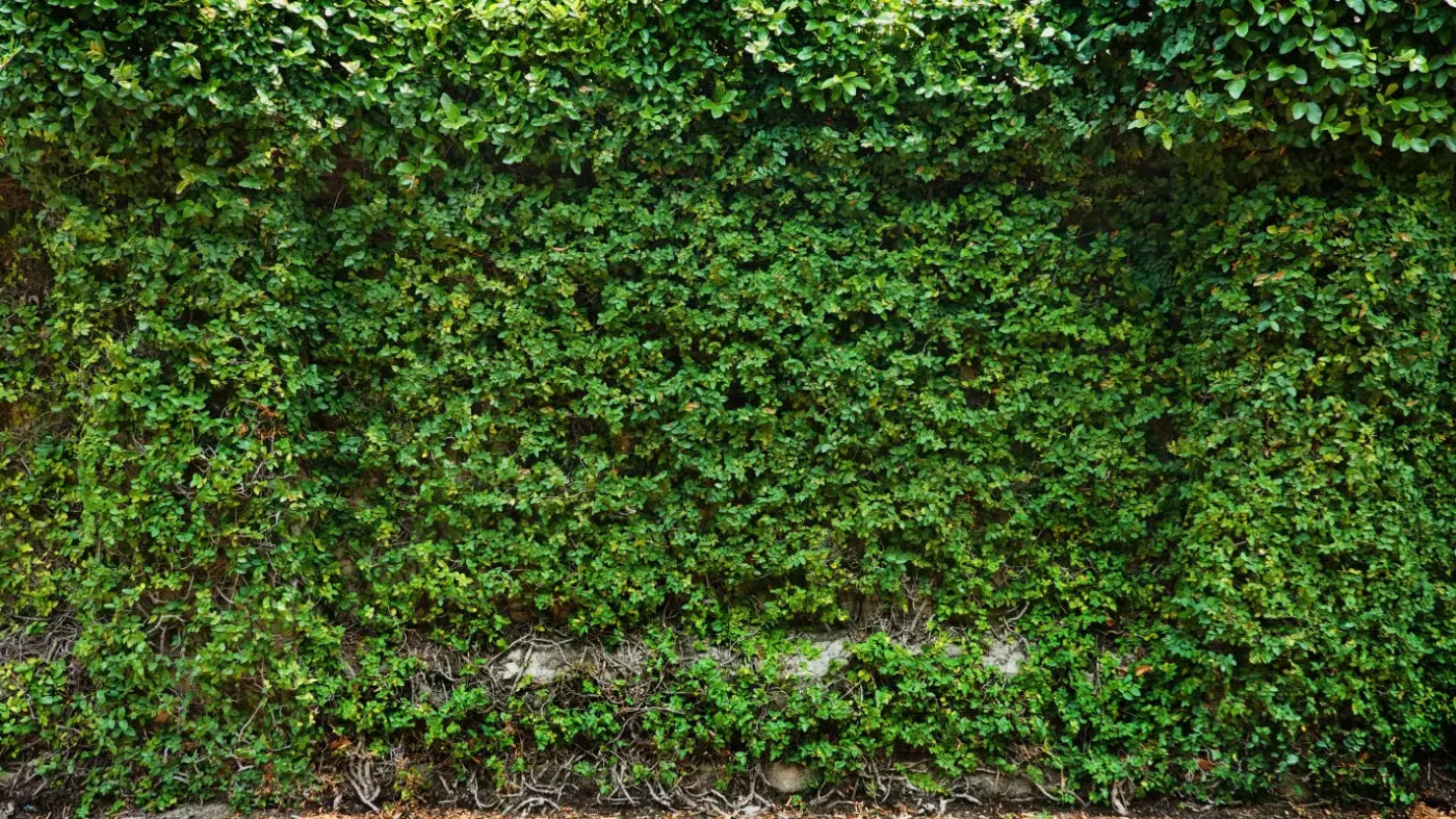 Overgrowth 14X8 Ultracloth ( 168 X 96 Inch ) Backdrop