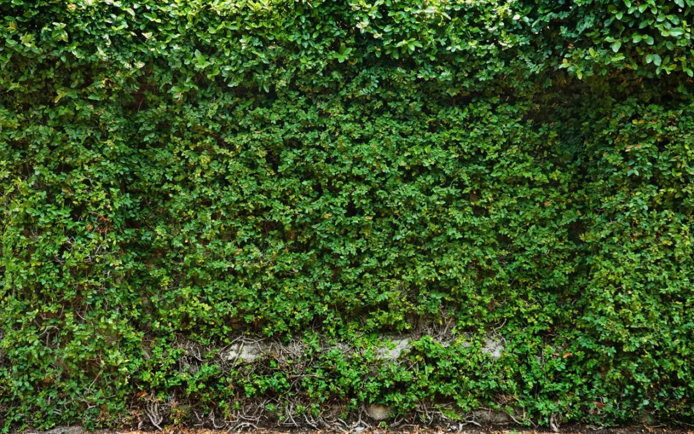 Overgrowth 14X9 Ultracloth ( 168 X 108 Inch ) Backdrop