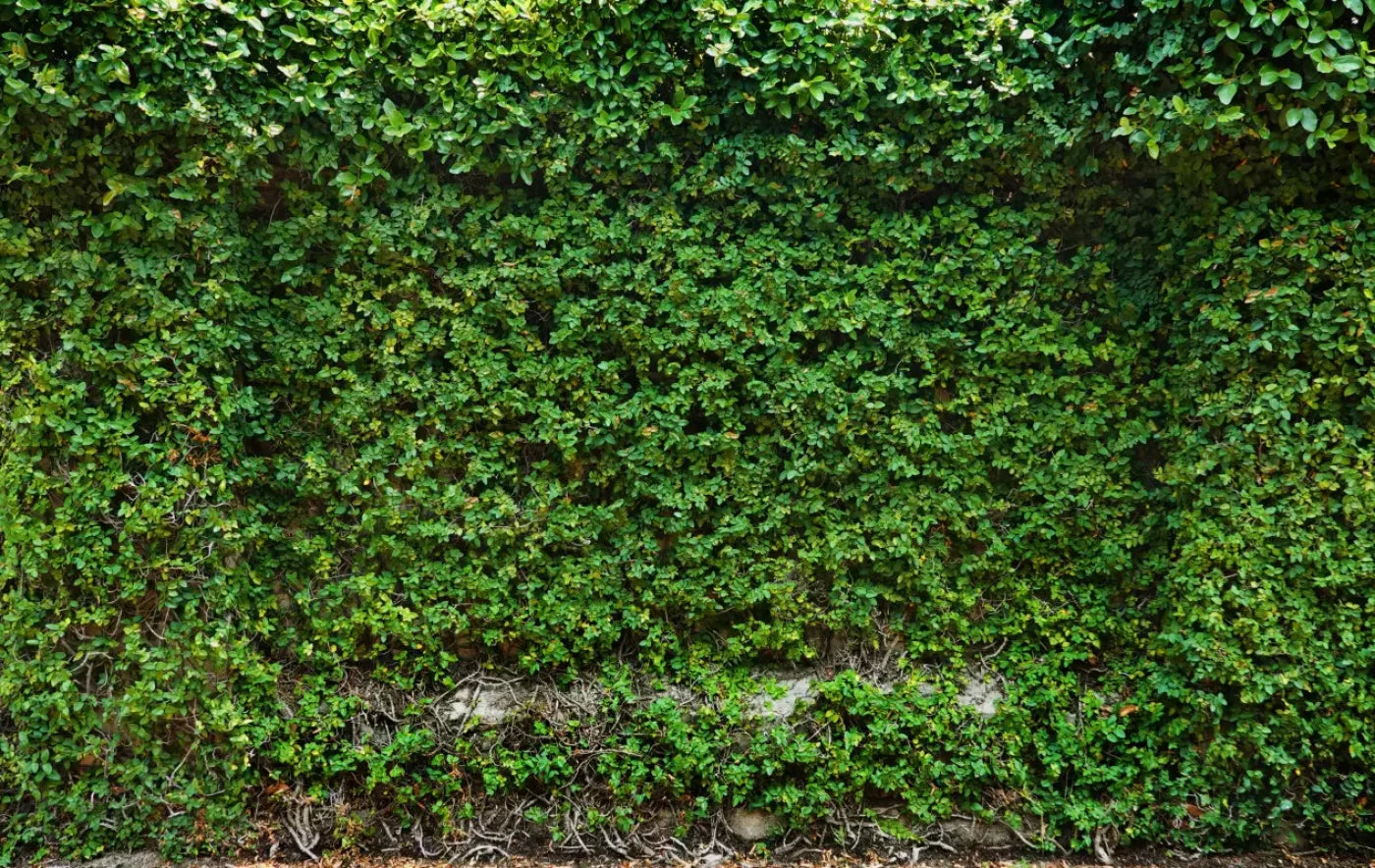 Overgrowth 16X10 Ultracloth ( 192 X 120 Inch ) Backdrop