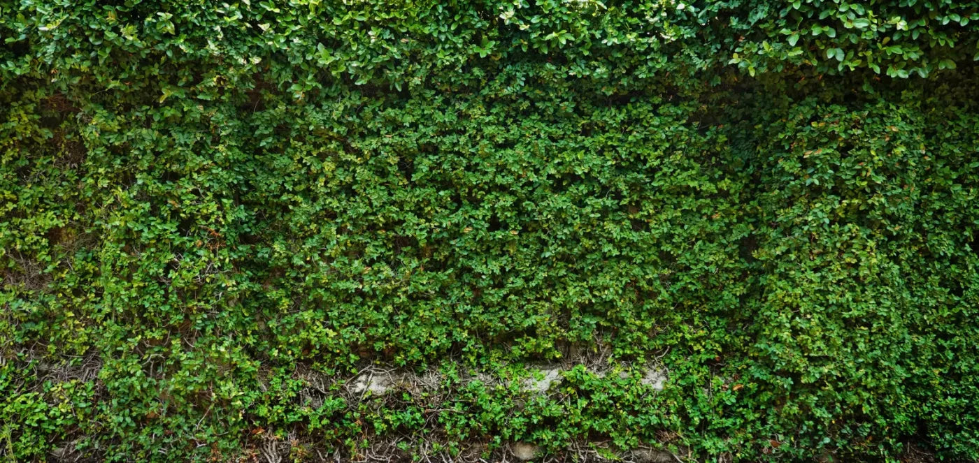 Overgrowth 16X8 Ultracloth ( 192 X 96 Inch ) Backdrop