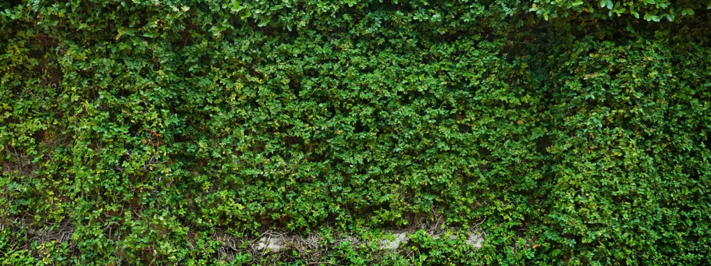 Overgrowth 20X8 Ultracloth ( 240 X 96 Inch ) Backdrop