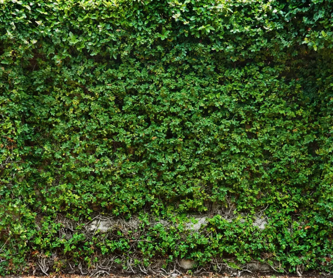 Overgrowth 5X42 Fleece ( 60 X 50 Inch ) Backdrop