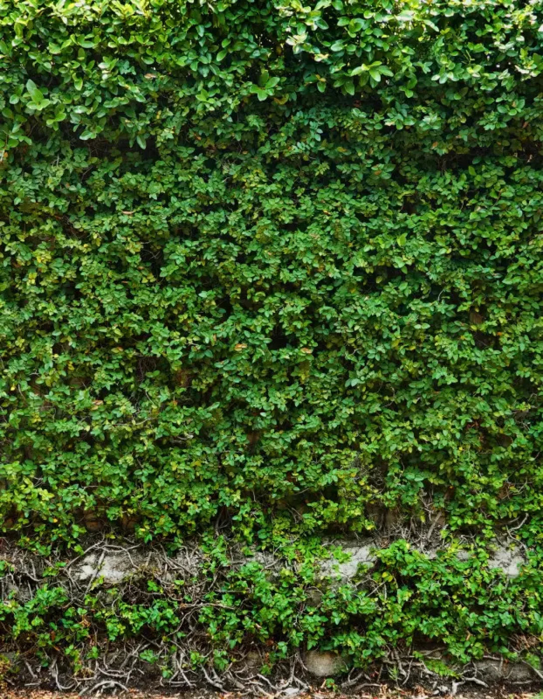 Overgrowth 6X8 Fleece ( 72 X 96 Inch ) Backdrop