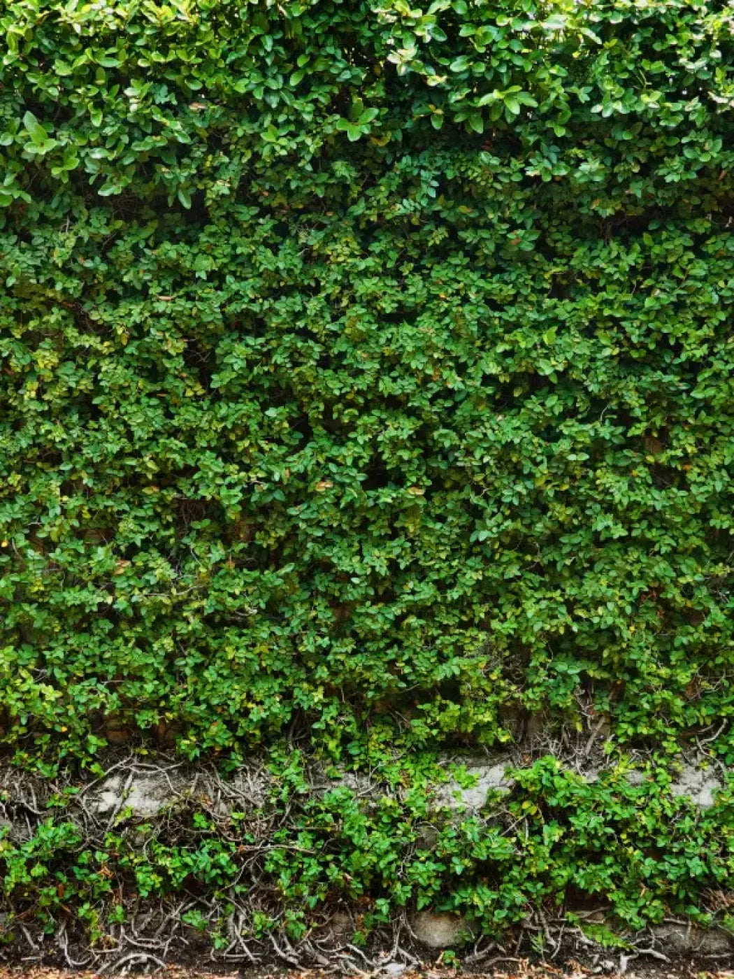 Overgrowth 8X10 Fleece ( 96 X 120 Inch ) Backdrop