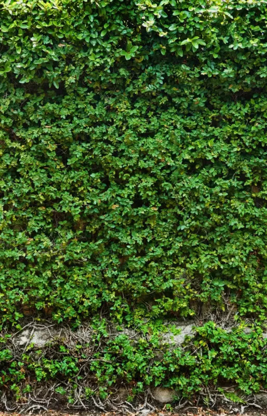 Overgrowth 8X12 Ultracloth ( 96 X 144 Inch ) Backdrop