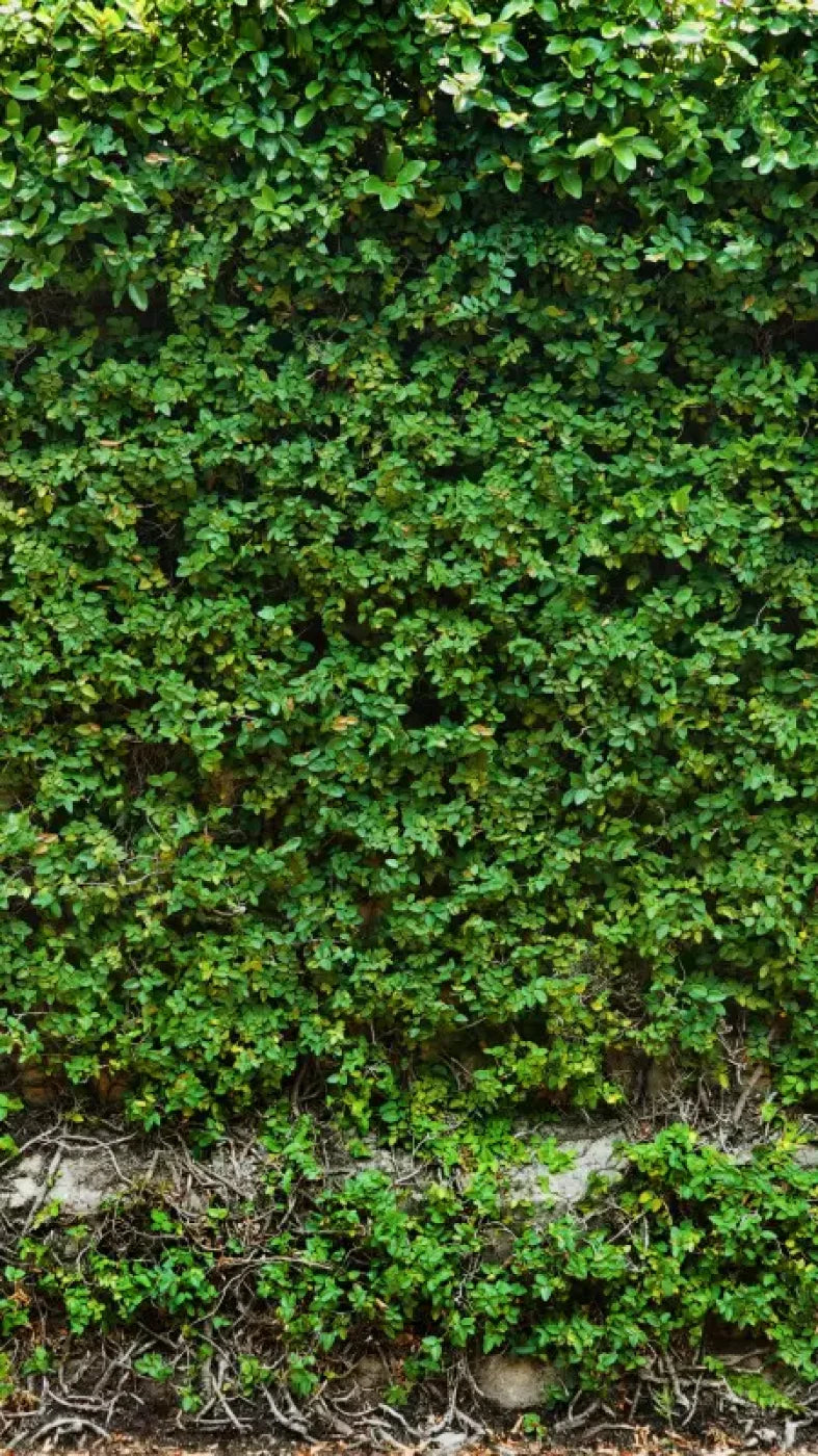 Overgrowth 8X14 Ultracloth ( 96 X 168 Inch ) Backdrop