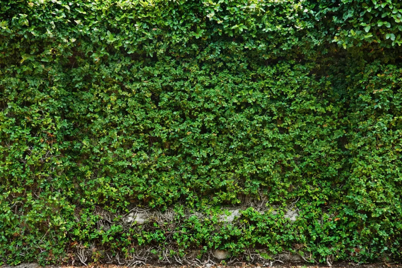 Overgrowth 8X5 Ultracloth ( 96 X 60 Inch ) Backdrop