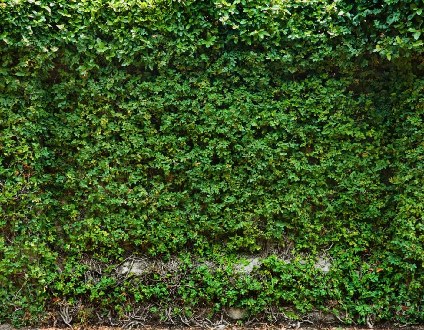 Overgrowth 8X6 Fleece ( 96 X 72 Inch ) Backdrop