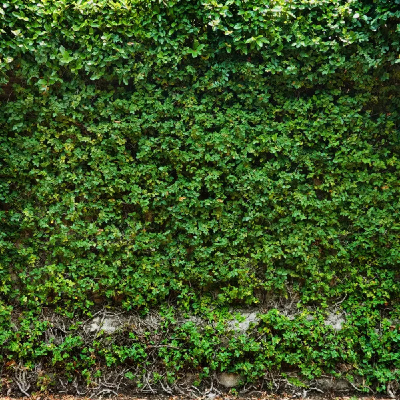 Overgrowth 8X8 Fleece ( 96 X Inch ) Backdrop