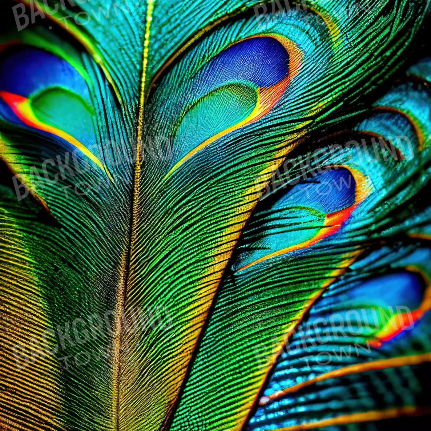 Peacock Feather 10X10 Ultracloth ( 120 X Inch ) Backdrop